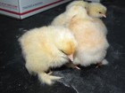 12+6 LARGE BREED LEMON BARRED FRESH AND FERTILE HATCHING EGGS. ( RARE COLOR) — photo 4
