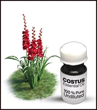 Costus Essential Oil 100% Pure Undiluted (10ML-500ML)