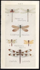 1918 Tiny Insect Chromolithographic Print Damselfly & Skimmer