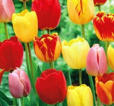 Tequila Sunrise Tulip Perennial Flower Assorted Colors 50 Bulbs