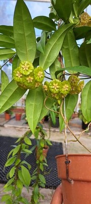 Hoya Danumensis Ssp Amarii Rare Tropical Wax Plant