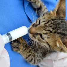 Large Plastic Syringe 4 Pack Measuring Syringe Tools Dispensing Multiple Uses...