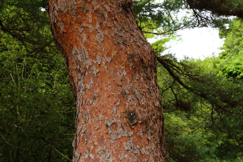 10 RED JAPANESE PINE TREE Korean Pinus Densiflora Evergreen Seeds *Flat S/H - Image 4 of 4