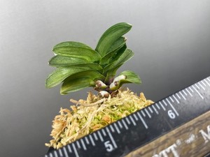 japaneseorchids | eBay Stores