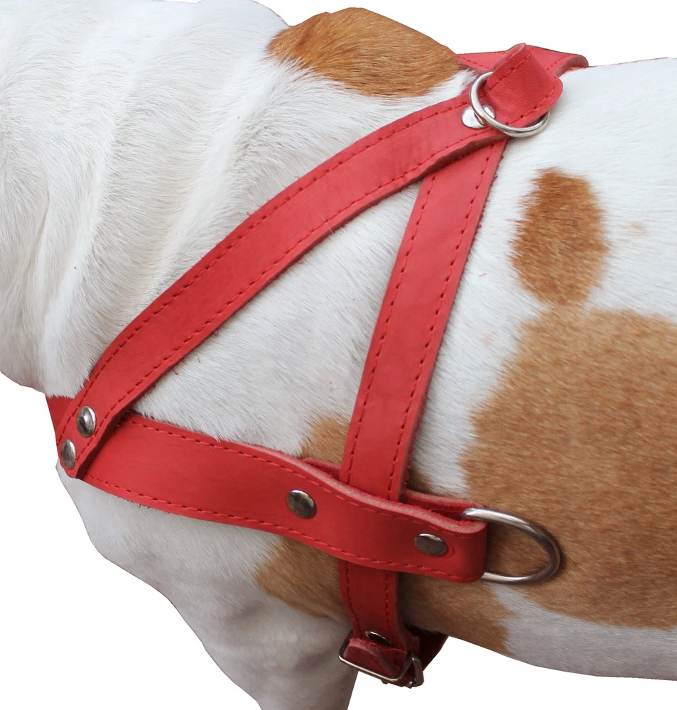 Dog Harness 31"-35" chest 1.5" wide Genuine Leather Pulling Doberman Pitt Bull