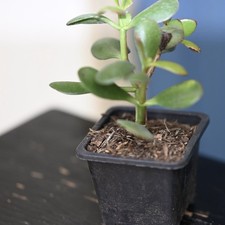 Mini Jade tree