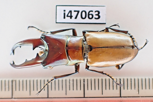 i47063. Insects, Beetles. Lucanidae: Cyclommatus sp. Vietnam, Lai Chau ...