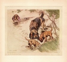 1938 Antique Otterhound Print Vernon Stokes Otterhound Illustration Art 6365b