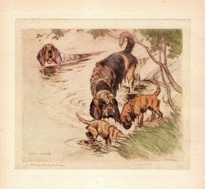 1938 Antique Otterhound Print Vernon Stokes Otterhound Illustration Art 6365b