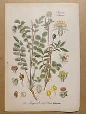 1886 ANTIQUE PICTURES LITHOGRAPH ART PRINT BOTANY FLOWER FLORA NATURE DECO PO...