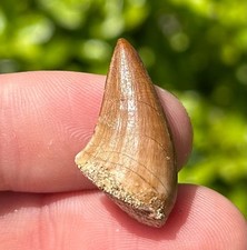 NICE Fossil Mosasaur Tooth Dinosaur Tooth Morocco Cretaceous Age Reptile