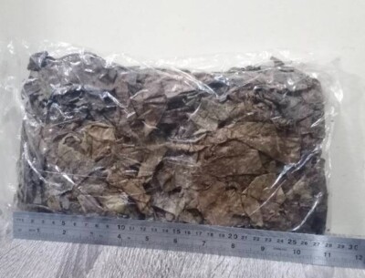 Sea side Indian Almond Leaves Ketapang Leaf Shrimp Betta Fish Aquarium Care