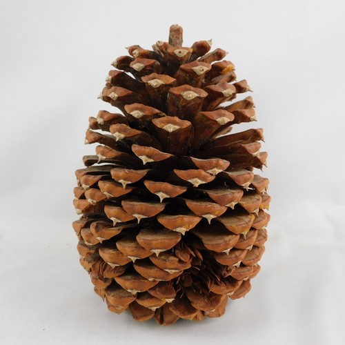 Giant Coulter Pinecone 6-1/2" H Crafts Rustic Decor Cabins Weddings VGC - Picture 3 of 6