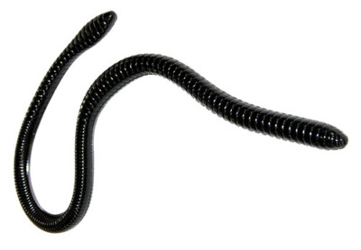 Gambler ER16 16 inch Soft Plastic Worm Oversized Plastic Snake Worm Bass Bait