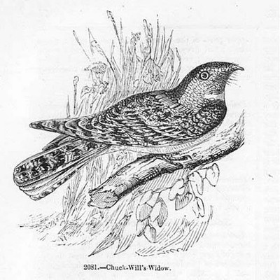 VÖGEL Chuck Wills Witwe - antiker Druck 1856