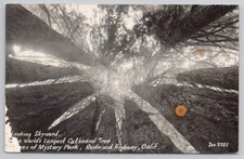 Cathedral Tree Mystery Park Redwood Highway RPPC Real Photo Postcard #1045