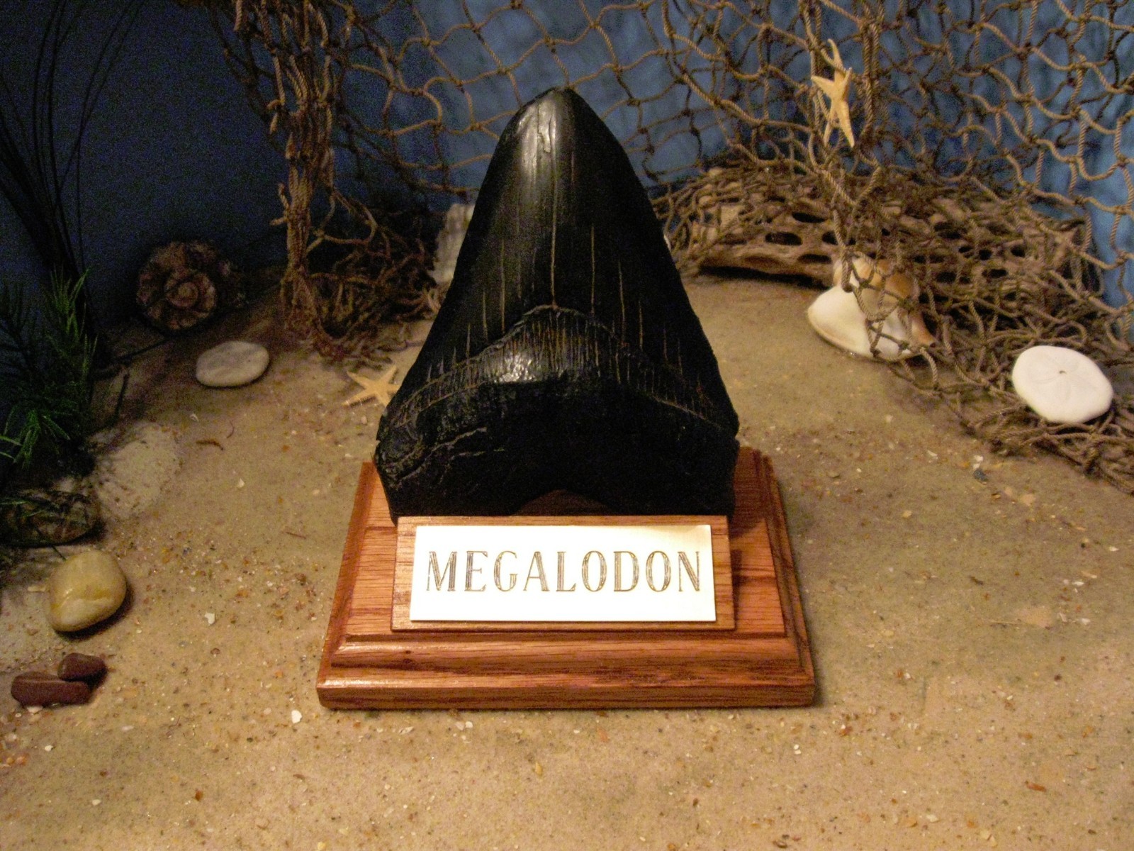 MEGALODON SHARK TOOTH 5" FOSSIL DISPLAY STAND ENGRAVED PLAQUE Tooth Not Included