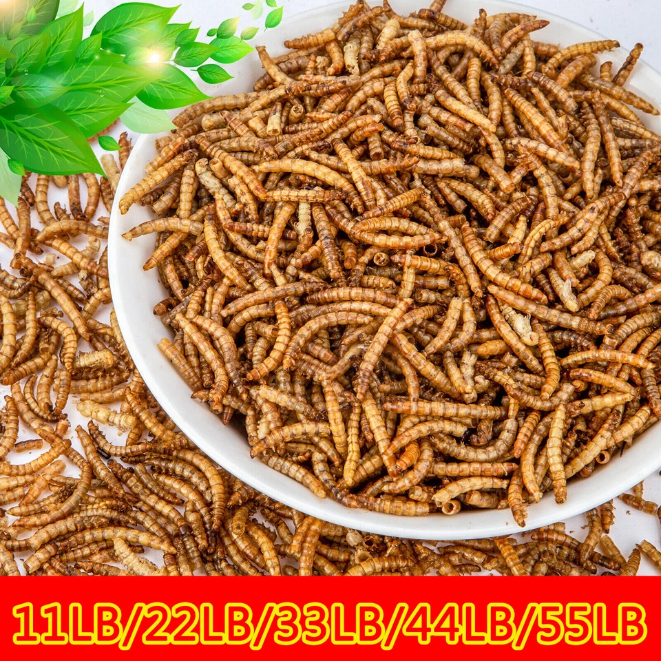 LUCKYQ 11/22/33/44/55lb Dried Black Soldier Fly Larvae Mealworms for Reptiles & Chicken