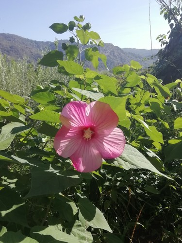 25 Semi Di Hibiscus Gigante 5 Colori +25 Semi girasoli rosso - Foto 6 di 12