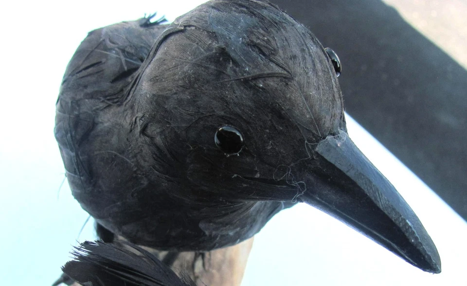 Taxidermia Torre Cuervo Pájaro Real Relleno Montaje Animal Gótico Madera a la deriva Halloween Foto 3 de 4