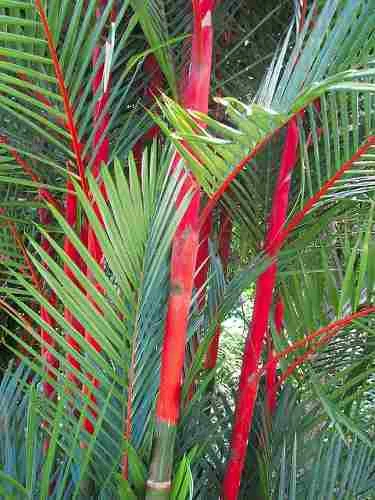 Cyrtostachys renda lakka (Lipstick Palm Tree) 5 Seeds RARE Indoor House Plant UK - Image 4 of 4