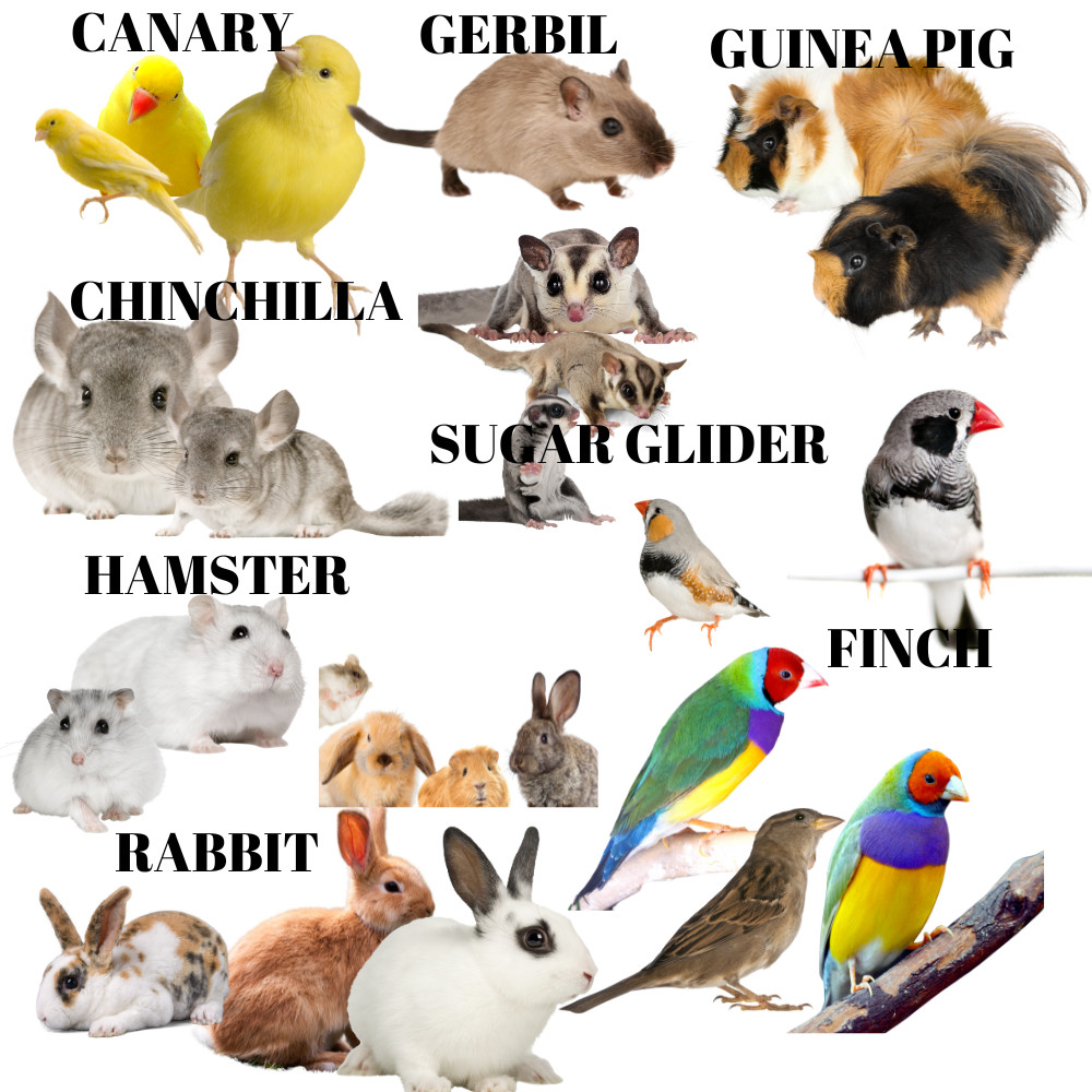 1630 Small Rattle Foot Talon Toy Parrot Birds Toys Craft Part Chewy Play