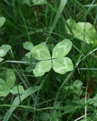 4 leaf clover