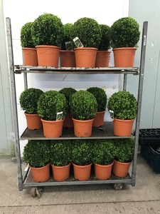 Buxus Sempervirens Box Ball 5l Pot 25 30cm High Exc Pot Ebay