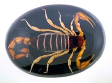 Hecho en Mexico Real Scorpion Vintage Men Women Belt Buckle Western Rodeo Style