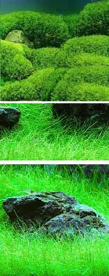 Jetzt pflanzen ! Wassergras Wasserrasen Gras für den Teich grüne Teichpflanzen