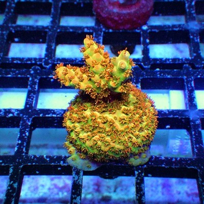 WYSIWYG - Acro Frag - Live Coral