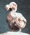didusdodo