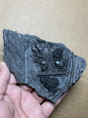 177g Triassic Natural crinoid and Trachyceras specimen Geologic rock - Picture 7 of 24