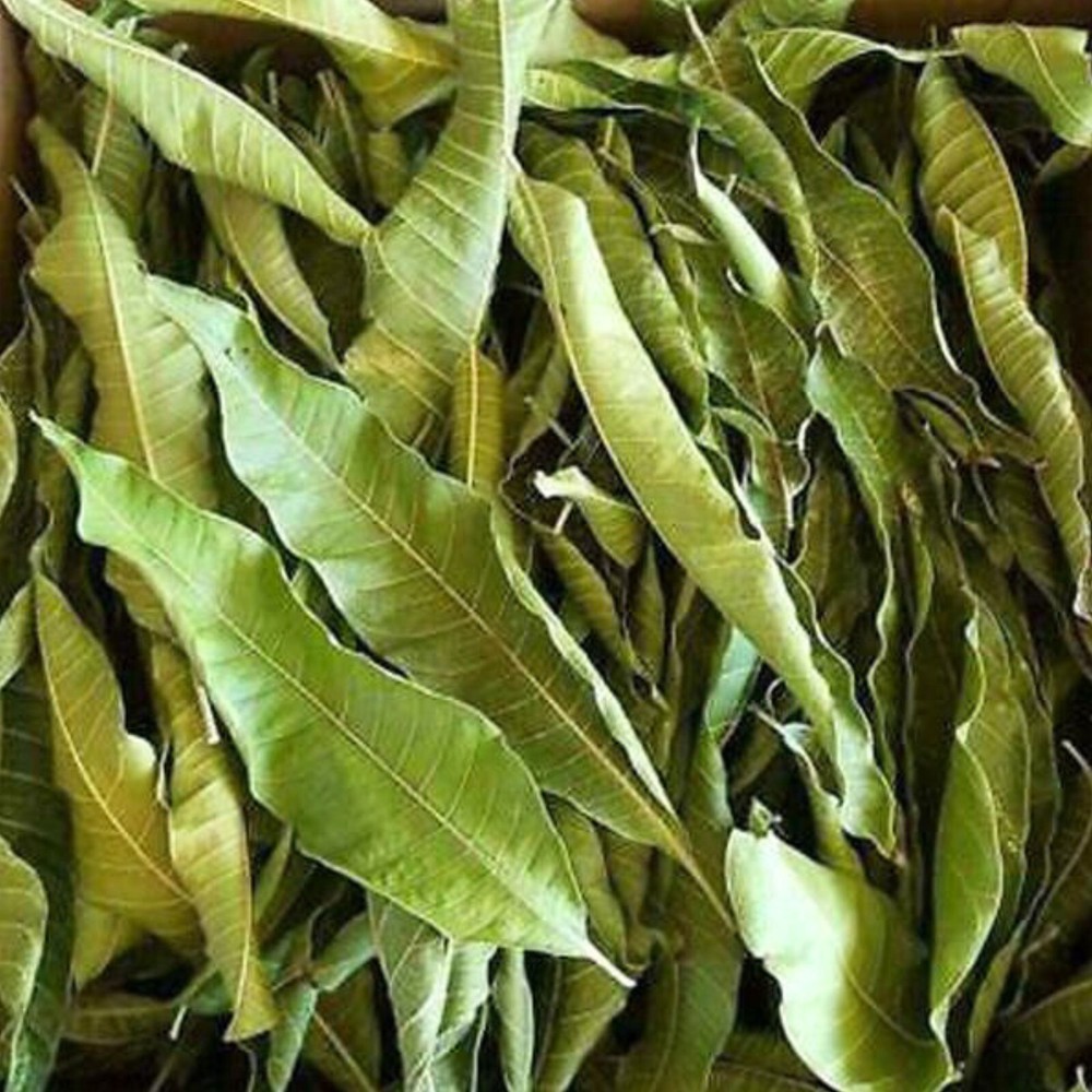 Dried Mango whole Leaves organic for tea Homemade From 100% ceylon pure natural