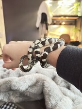 California king snake + Enclosure