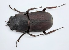 Lucanidae, Gnaphaloryx opacus, Giava, femmina, A1, 24 mm, #LM46