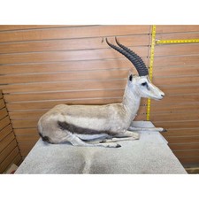 FHCM45 - Thompsons Gazelle Full Body Taxidermy Mount