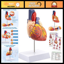 Life Size Anatomical Heart Model - 49 Structures, 4 Detachable Parts, Magnetic B