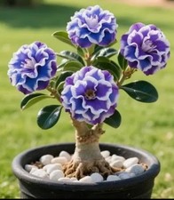 Blueberry Parfait Desert Rose Adenium Obesum SMALL Rooted Seedling Plant