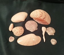 Lot of 10 Natural Shells Various Colors Crafts Decor 1"-4.5" LARGE