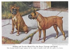Boxer - CUSTOM MATTED - 1941 Vintage Color Dog Art Print