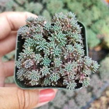 Sedum hispanicum 'Blue Carpet' Succulent Plant