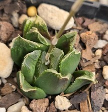 Haworthia truncata Hybrid Succulent