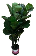 NATURAE DECOR Artificial 35 in. Fiddle Leaf Indoor and Outdoor Plant