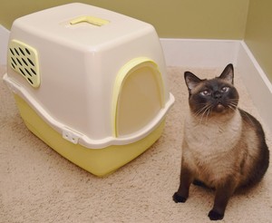 covered litter box with door