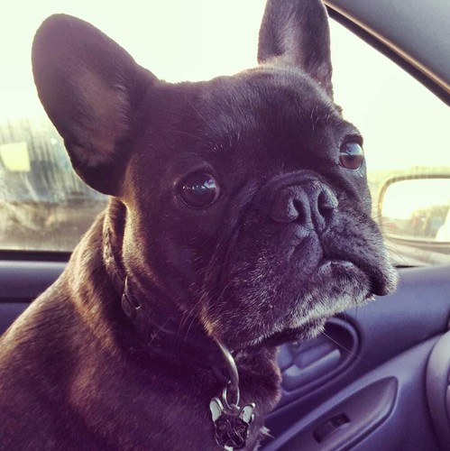 Dog name id tag, French Bulldog - black, Personalized, Engraved, Handmade, Charm - Picture 6 of 9