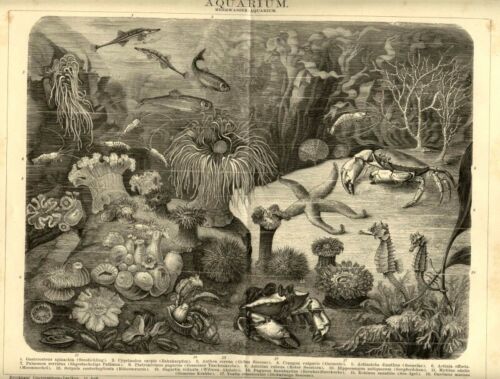 1898 Antique Print = MARINE FAUNA = Crustacean Fish Algae = Old Print - Picture 1 of 1