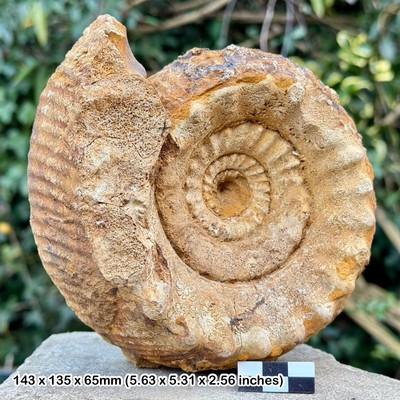 SELTENER 6'' TELOCERAS BANSKI AMMONIT FOSSIL, minderwertiger Oolith, Bajocian, Jura: