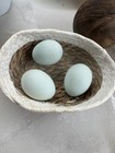 6 High Quality Blue Splash Ameraucana Fresh Fertile Hatching Eggs — photo 5