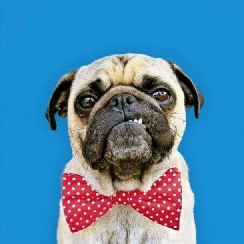 Birthday Cards & Invitations for Blank Cards